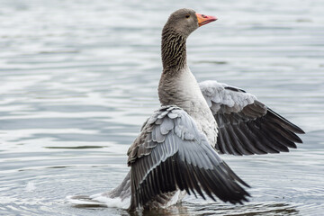 goose on the water