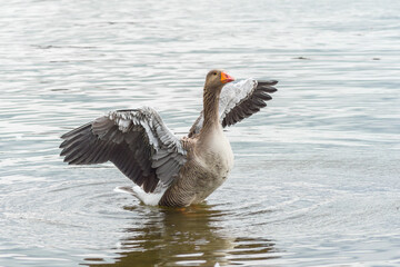 goose on the water
