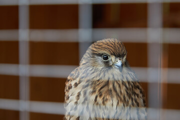 A bird of prey sits behind the bars of a cage