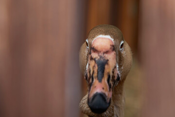 Close up of a beautiful goose looking through a gap in the fence