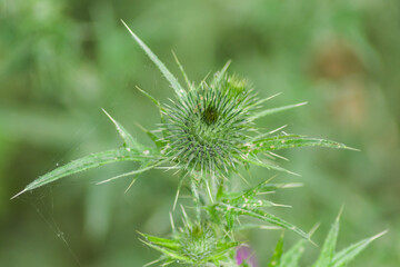 thistle in the grass