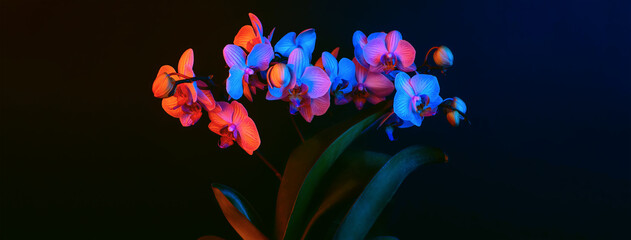 Bright orchid flowers are phalenopsis illuminated by neon light on a black background