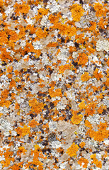 Abstract authentic authentic colored old stones backgrounds