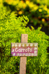 Carrot sign in farmer's organic garden