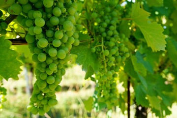 bunch of green grapes close up