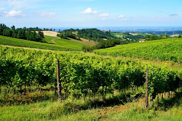 Fototapeta na wymiar vineyards on the hills on the blue sky background