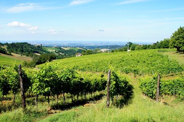 Fototapeta na wymiar vineyards on the hills on the blue sky background