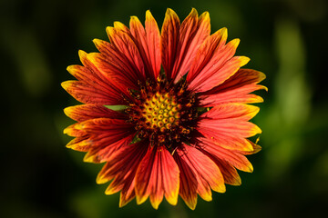 orange flower macro