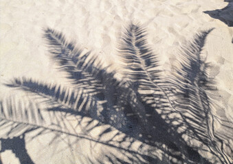 Shadow of palm trees on the beach. The black silhouette of palm trees on the sandy beach.