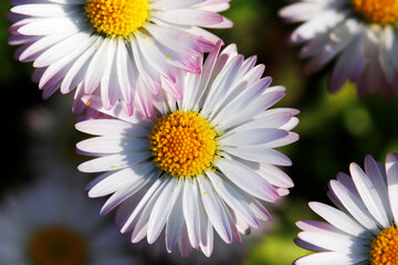 Gänseblümchen im Sonnenschein, Bellis perennis