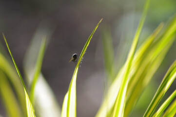 green grass with dew