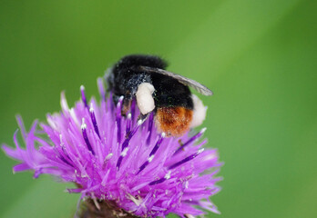 bumblebee on a flower