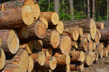 A close-up on a pile of cut down tree trunks, stack of logs, timber harvesting in the forest.