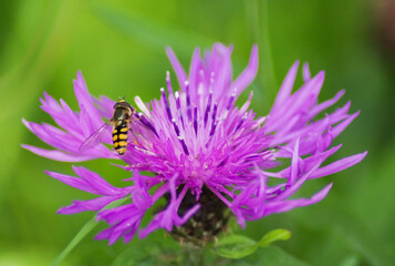 bee on a flower