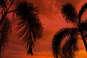 Fototapeta na wymiar Silhouetted by a palm tree on the background of an unusual fiery red tropical sunset.
