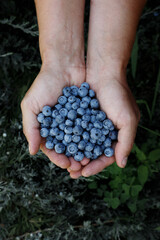 blueberry in the hands of a farmer on a green background