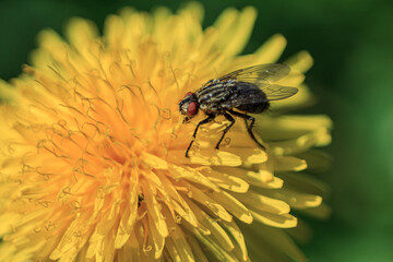 Fly eating pullen in dandelion