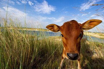 Close-up of a yellow ranch calf under a blue sky and white clouds