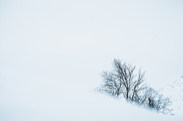 Fototapeta na wymiar Snow covered birch trees