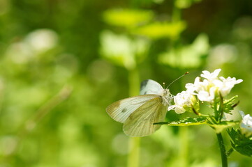 White butterfly on a green background. Insects in the field.