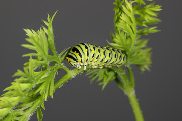 Black Swallowtail Butterfly (Papilio polyxenes)larva on a Carrot plant