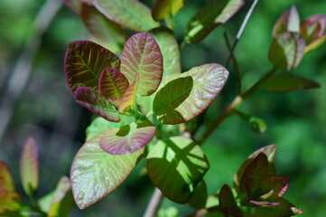 green leaves background