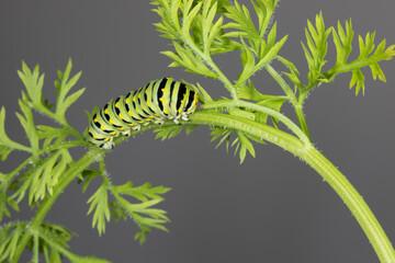 Black Swallowtail Butterfly (Papilio polyxenes)larva on a Carrot plant