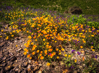 Obraz premium Golden poppies in Malibu Creek State Park in the Santa Monica Mountains in spring 2019