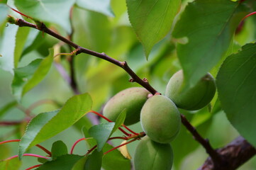 An unripe pole on a tree branch.