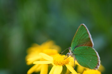 butterfly on yellow flower