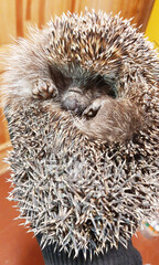 Big hedgehog curled up in a ball and sleeps
