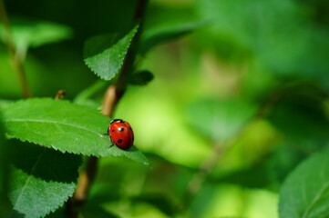 Blurred background. Ladybug on a green leaf. Flower landscape.