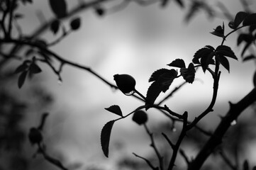 branch of a tree with leaves