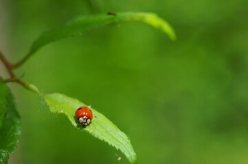 Blurred background. Ladybug on a green leaf. Flower landscape.