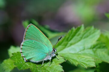 butterfly on leaf