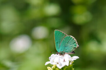butterfly on a flower