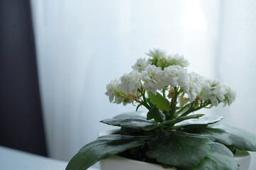 A small blooming indoor flower with white flowers in a white pot on the desktop by the window