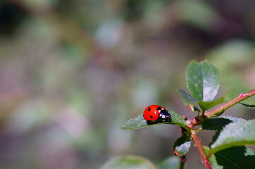 ladybird on a flower