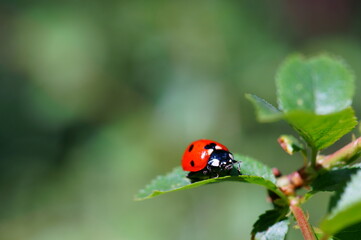 ladybird on a leaf