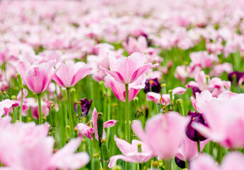 pink tulips in spring
