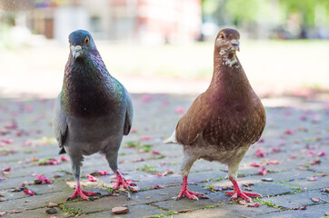 pigeons on the street