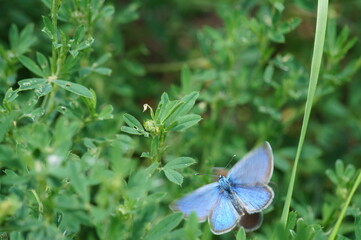 A brown butterfly in the green grass. Insects in nature.
