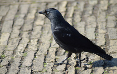 raven on the ground