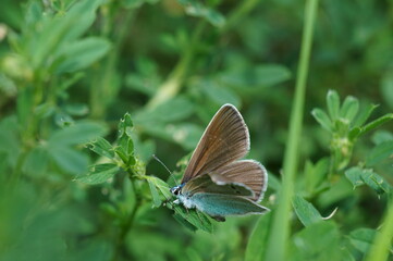 A brown butterfly in the green grass. Insects in nature.
