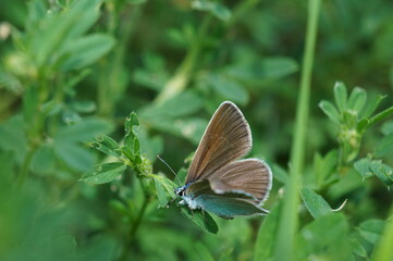 A brown butterfly in the green grass. Insects in nature.