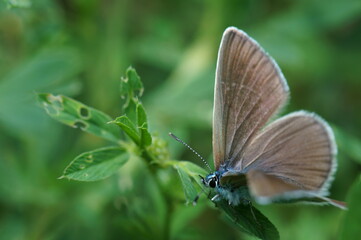 A brown butterfly in the green grass. Insects in nature.