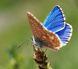 A small butterfly in wildflowers. Animals in the wild.