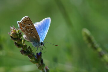 A small butterfly in wildflowers. Animals in the wild.