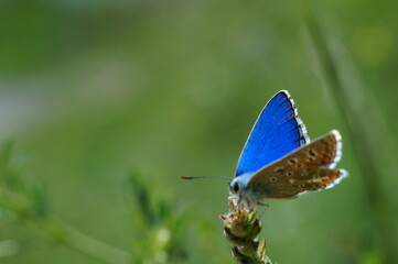 A small butterfly in wildflowers. Animals in the wild.