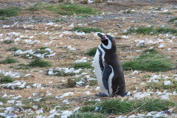 Magellan penguin on Magdalena Island 